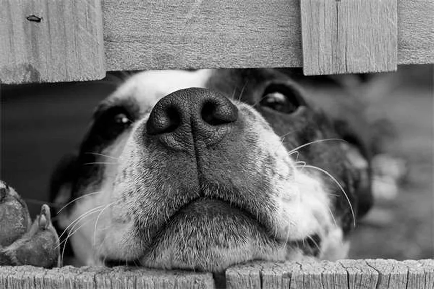 Ejercicios para perros miedosos: 5 técnicas infalibles para aumentar su confianza