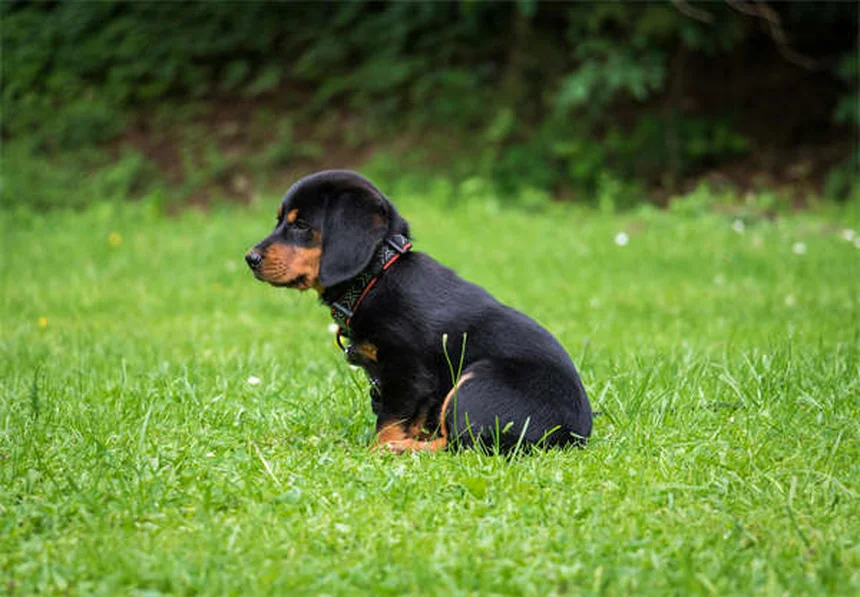 Ejercicios para perros miedosos: 5 técnicas infalibles para aumentar su confianza