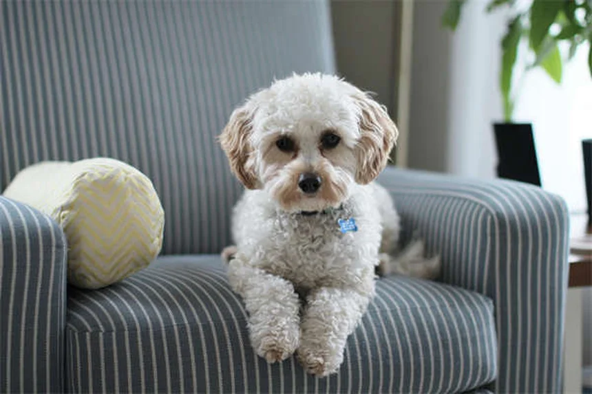 Enfermedad de Lyme en perros: síntomas, tratamiento y cuidados esenciales