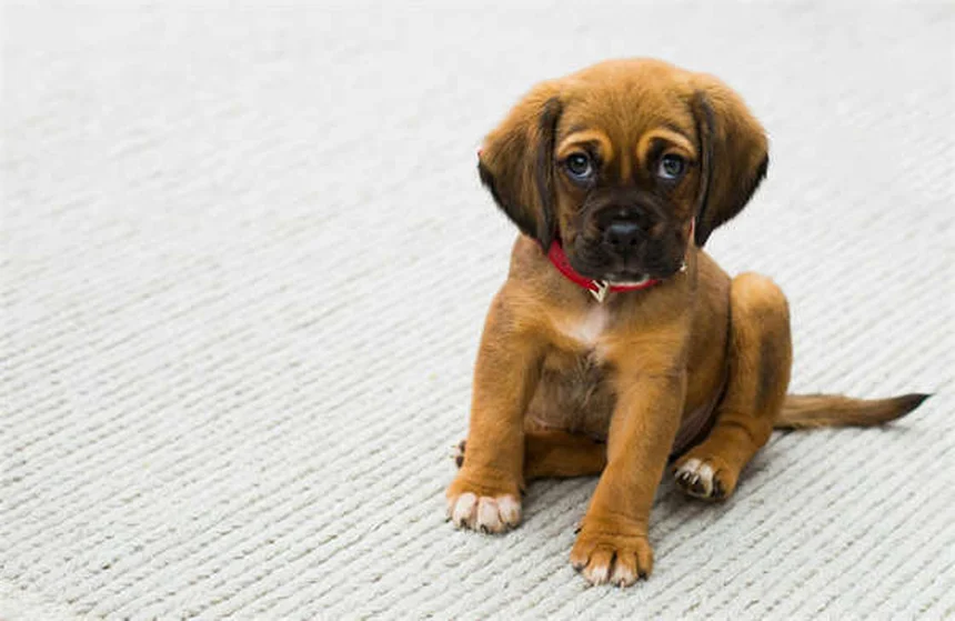 Amitriptilina para mascotas: Usos, dosis y efectos secundarios