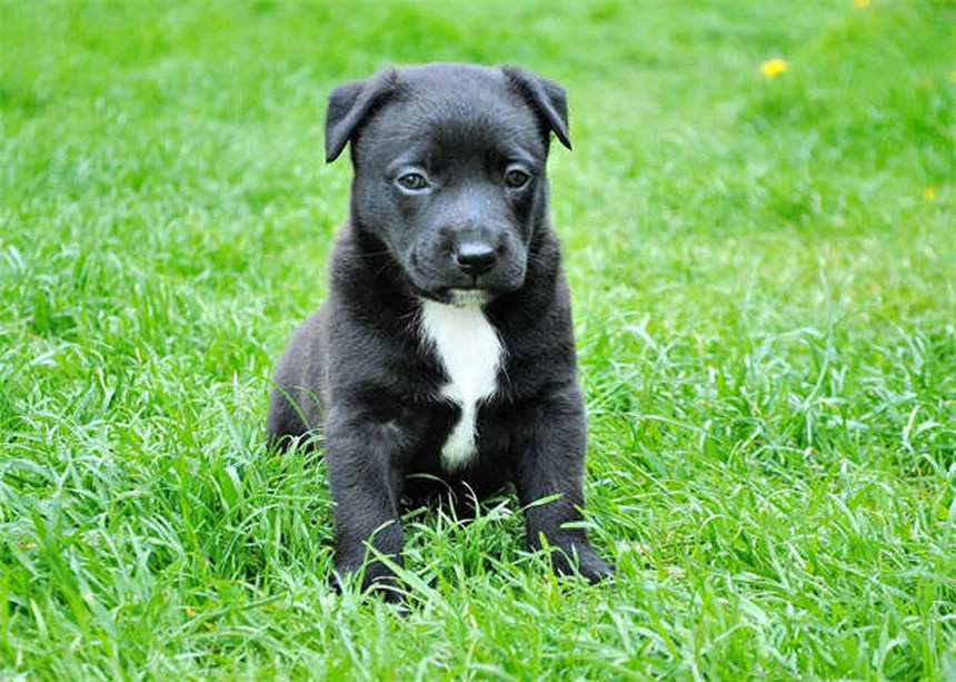 Amitriptilina para mascotas: Usos, dosis y efectos secundarios