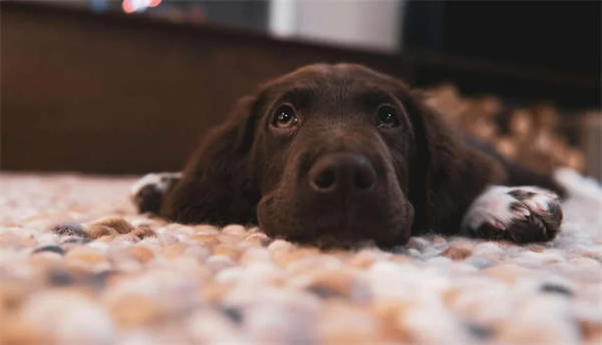 VOHC: El sello de calidad para la salud dental de tu perro o gato
