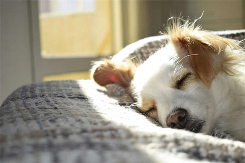 Ansiedad por separación en perros: 5 soluciones efectivas que funcionan