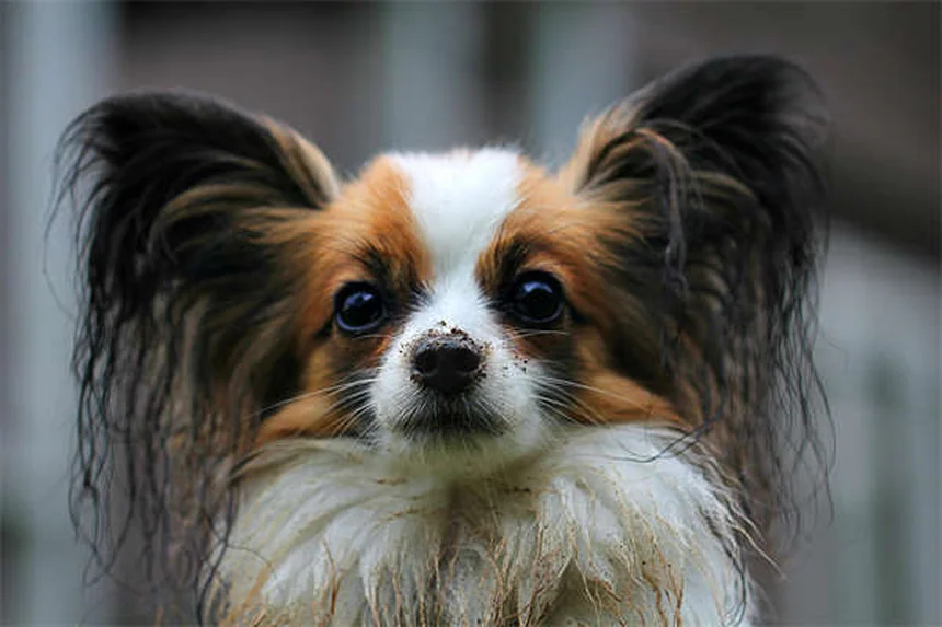 Cómo calmar a tu mascota en el veterinario: 5 trucos que funcionan