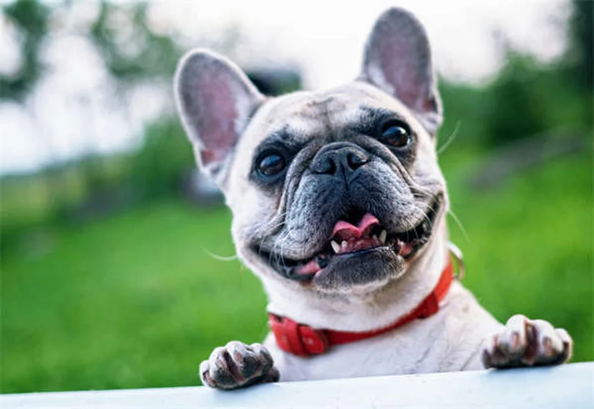 Cómo calmar a tu mascota en el veterinario: 5 trucos que funcionan