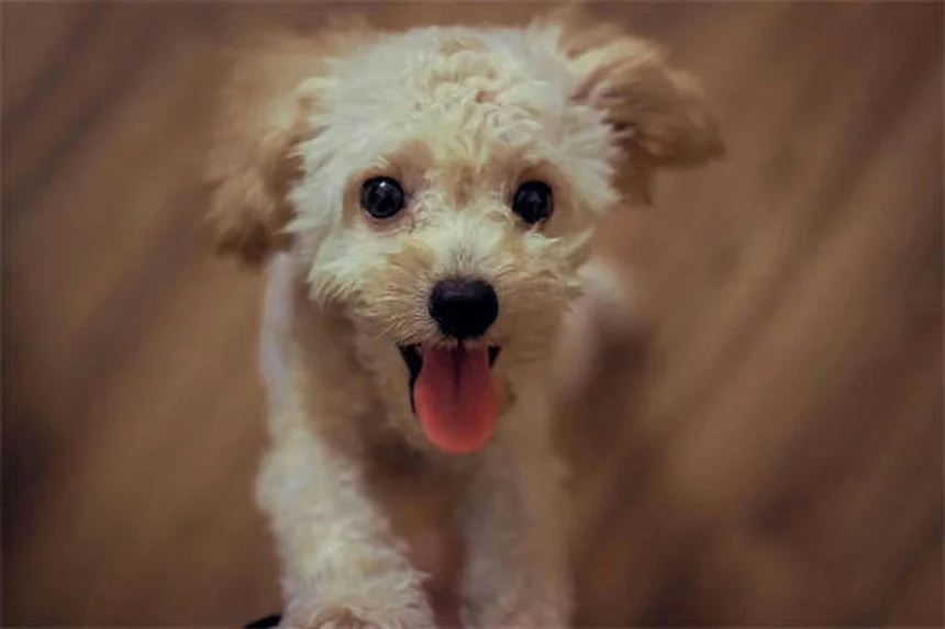 Mi perro vomita sangre: Causas y qué hacer URGENTE