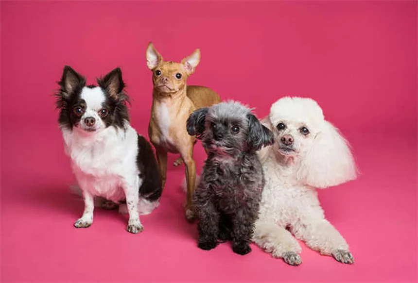Cómo proteger tu casa para cachorros: Guía completa de seguridad canina