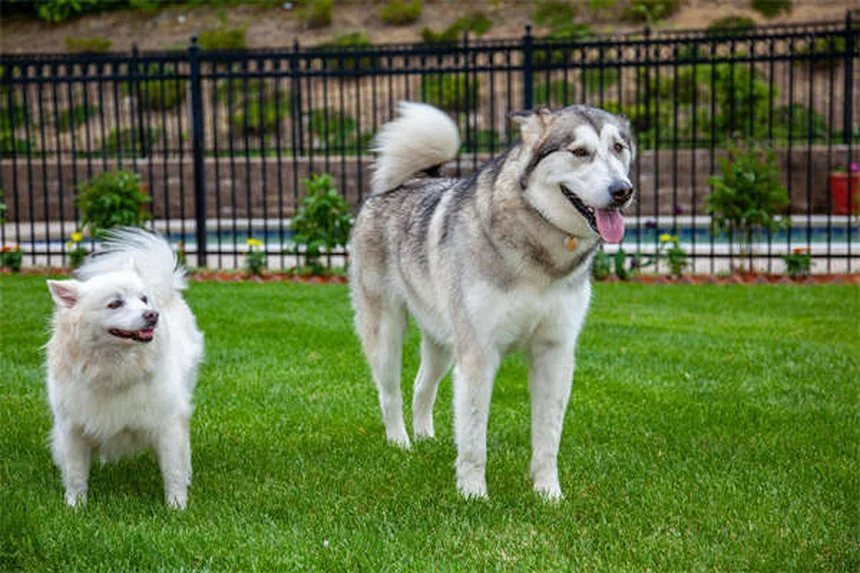 6 Razones por las que tu perro huele mal (y cómo solucionarlo)