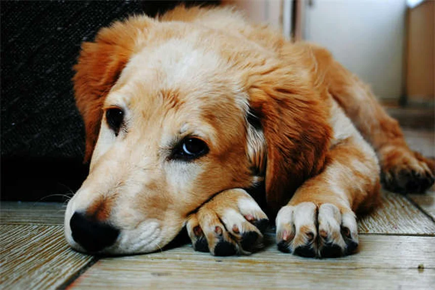 Primera visita al veterinario con tu cachorro: Guía completa