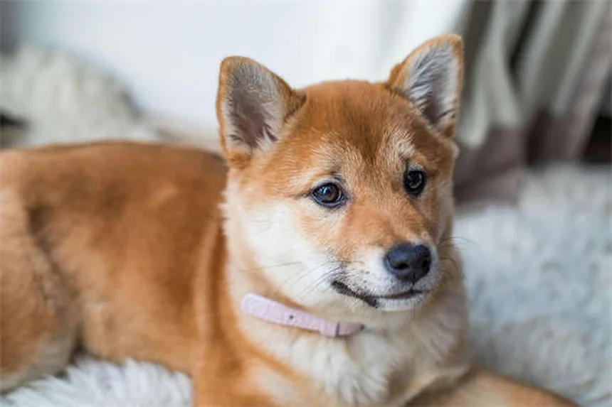 Dantroleno Sódico: Guía Completa para Dueños de Mascotas