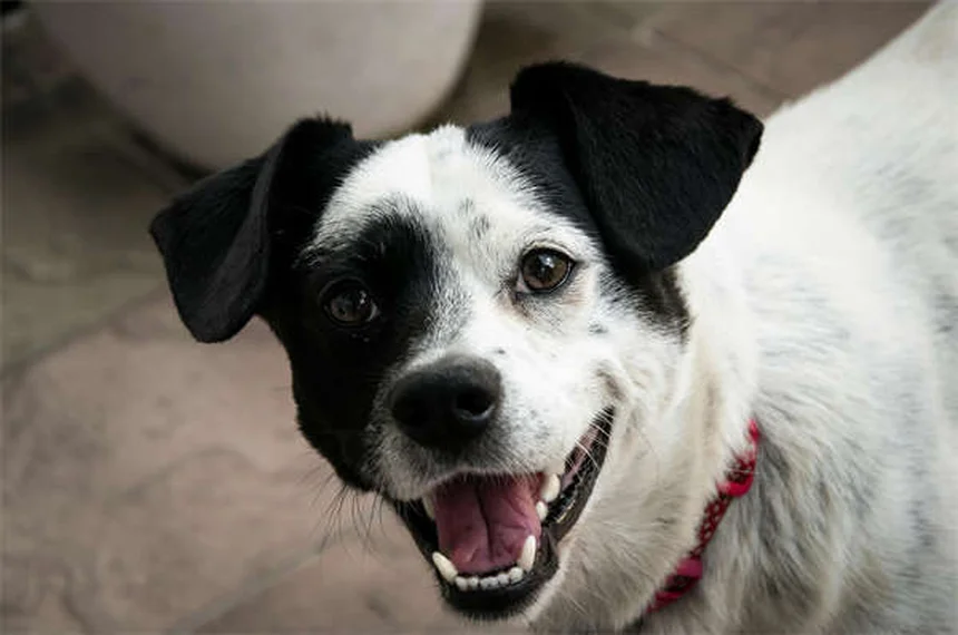 Hidróxido de aluminio para mascotas: usos y precauciones