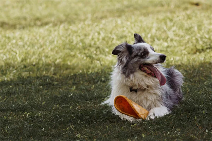 Jaulas para perros: Guía definitiva para elegir el tamaño perfecto