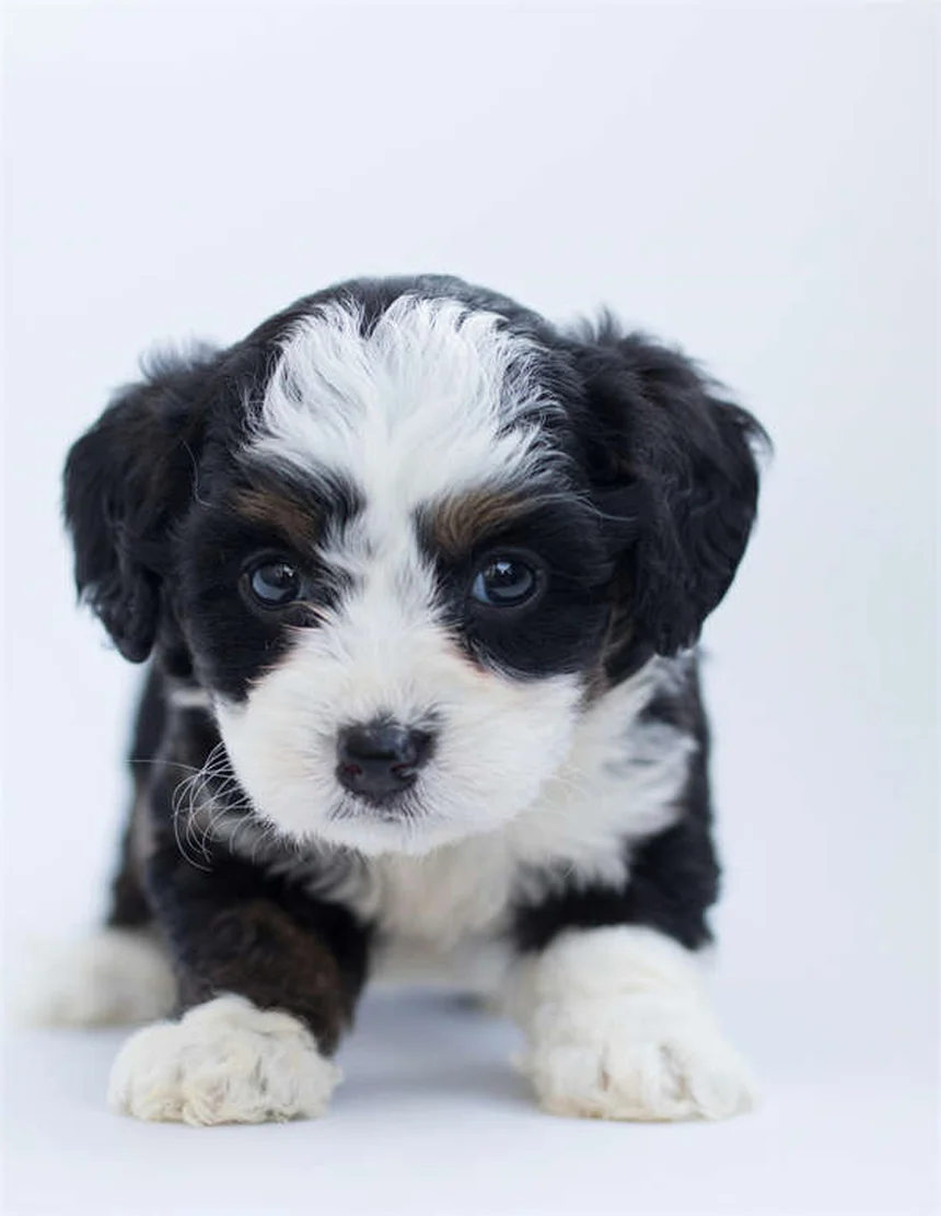¿Por qué los perros se sientan en tus pies? 5 razones sorprendentes