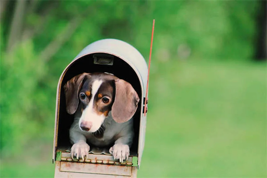 Encías de perro: ¿Qué colores son normales y cuándo preocuparse?