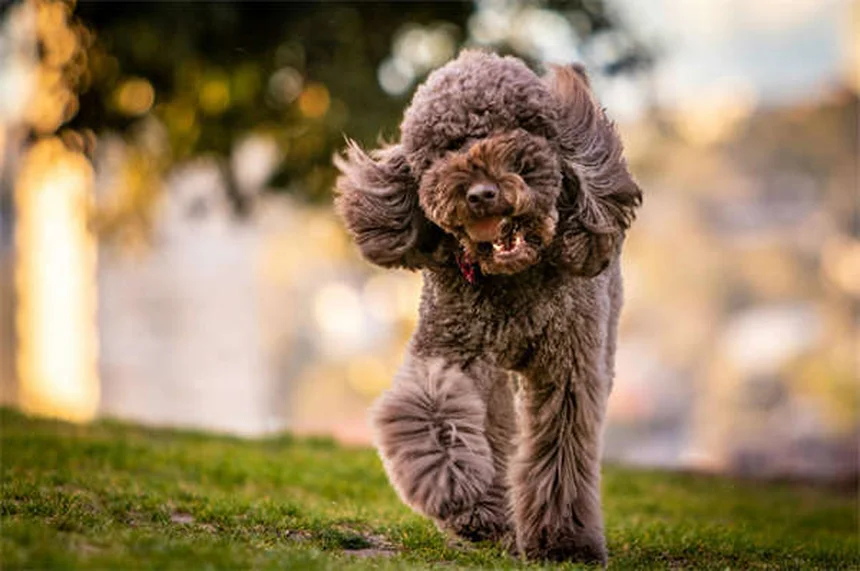 Carnitina para mascotas: ¿Realmente funciona? Descubre sus beneficios