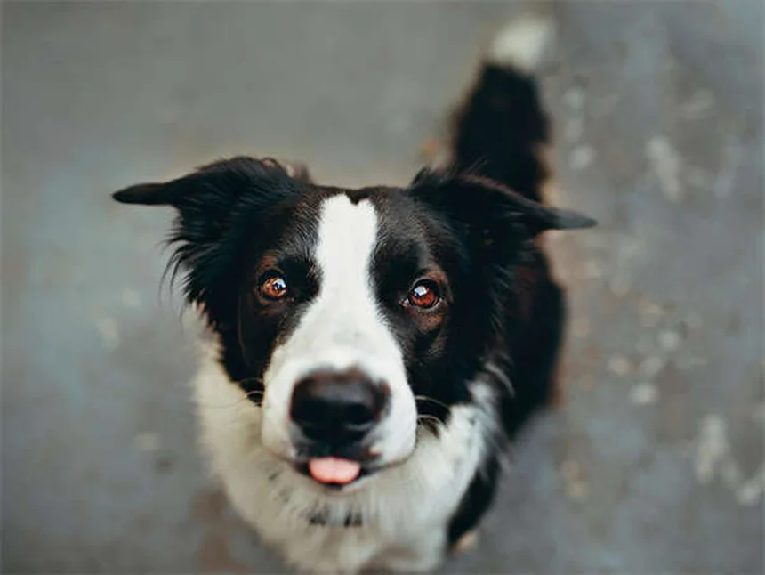 Encías de perro saludables: cómo detectar problemas a tiempo