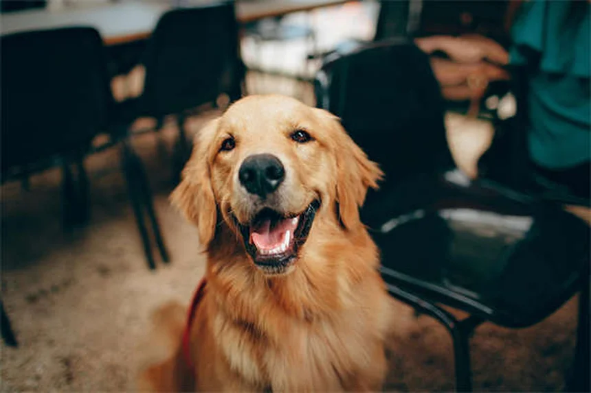 5 Claves para Crear la Jaula Perfecta para tu Rata Mascota