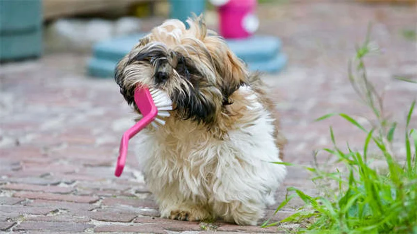 Infecciones de oído en perros: causas, razas propensas y tratamientos efectivos