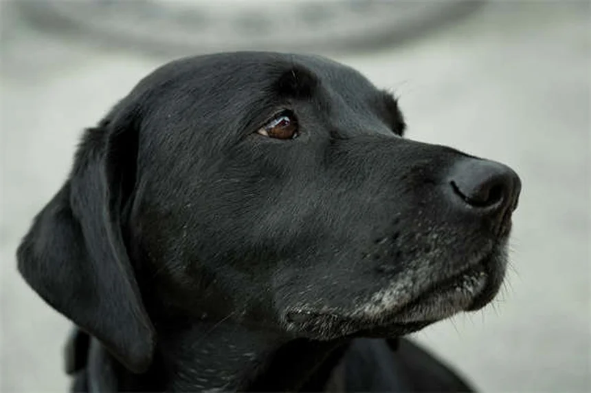 Consejos esenciales para adoptar un conejo como mascota