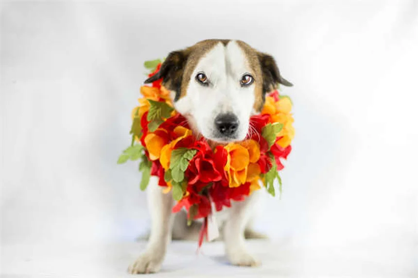 ¿Puedes usar antipulgas para perros en gatos? ¡Cuidado con este error mortal!