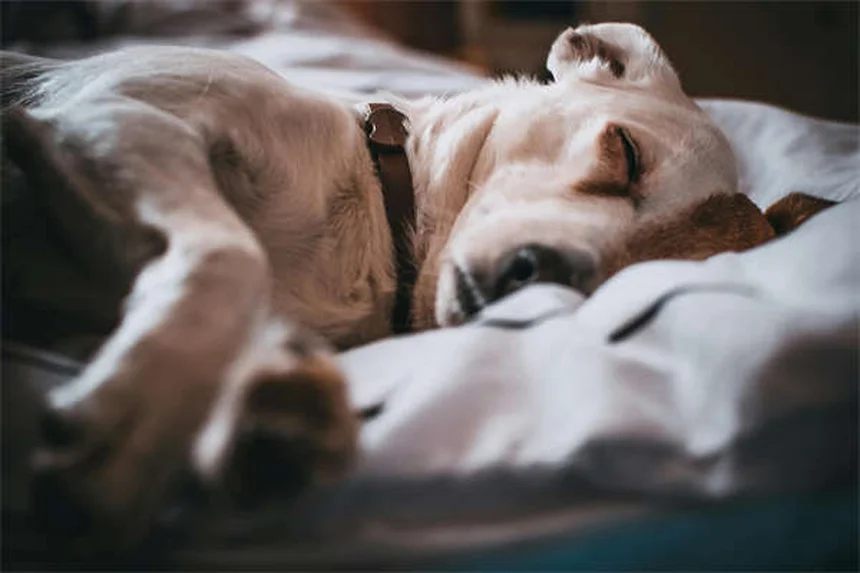 ¿Puedes usar antipulgas para perros en gatos? ¡Cuidado con este error mortal!