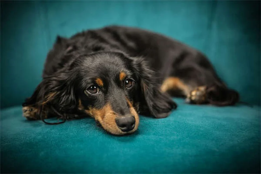 Cómo enseñar a tu perro a tumbarse en cualquier lugar: Guía definitiva