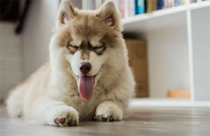 Cómo enseñar a tu perro a tumbarse en cualquier lugar: Guía definitiva