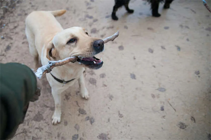 ¿Por qué mi perro se rasca mucho? 5 causas y soluciones