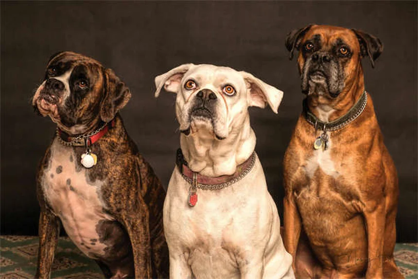 ¿Por qué mi perro se rasca mucho? 5 causas y soluciones