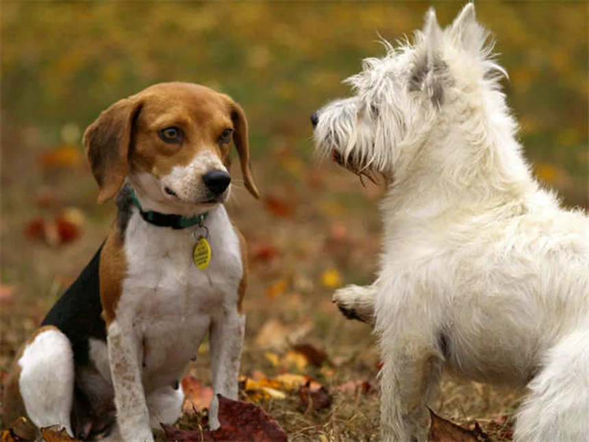 ¿Por qué mi perro estornuda mucho? 7 causas y soluciones