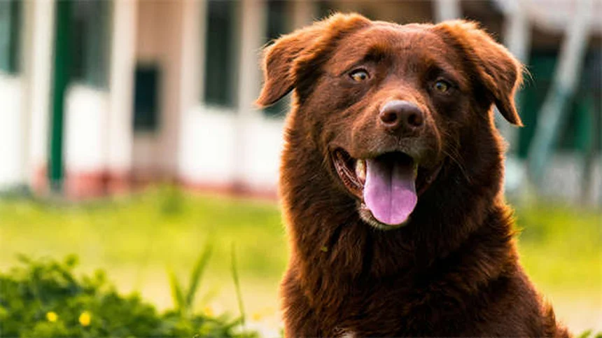 ¿Por qué mi perro estornuda mucho? 7 causas y soluciones