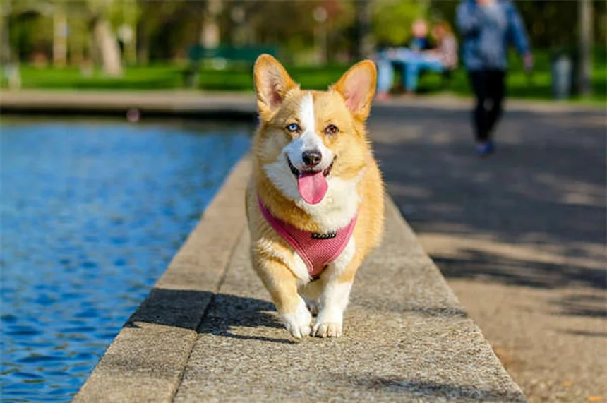¿Por qué mi perro estornuda mucho? 7 causas y soluciones