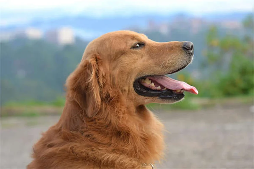Juegos para perros mayores en tablet: ¡Diversión sin esfuerzo!