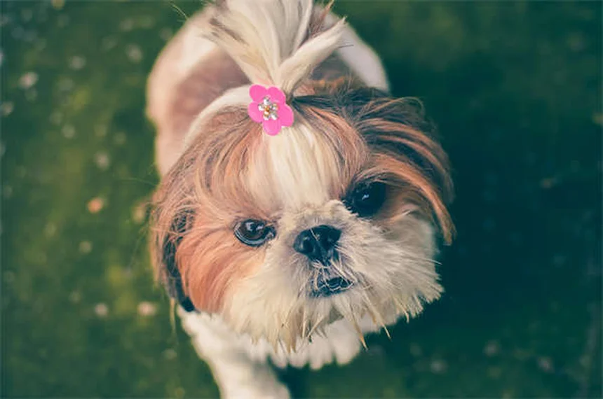 Juegos para perros mayores en tablet: ¡Diversión sin esfuerzo!