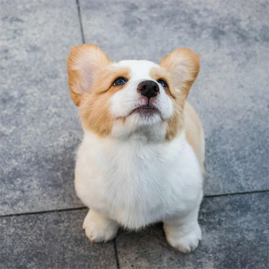 Juegos para perros mayores en tablet: ¡Diversión sin esfuerzo!