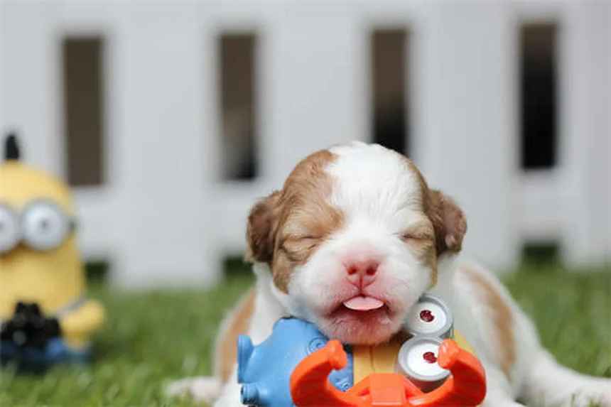 Cómo evitar que tu cachorro haga pis en casa: 5 trucos infalibles