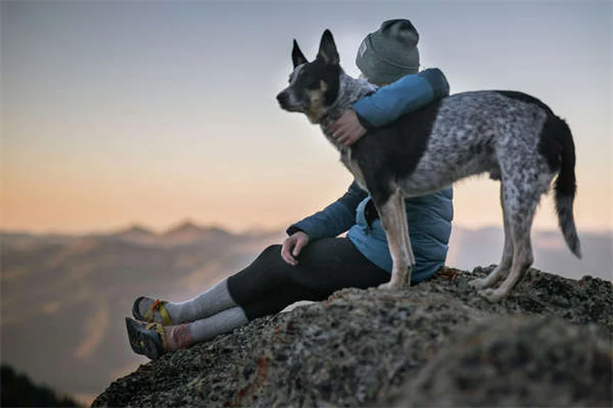 Buprenorfina para mascotas: alivio seguro del dolor en perros y gatos